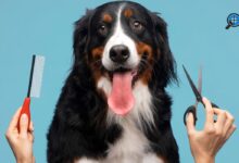 Best Dog Groomers Near Me