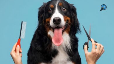 Best Dog Groomers Near Me
