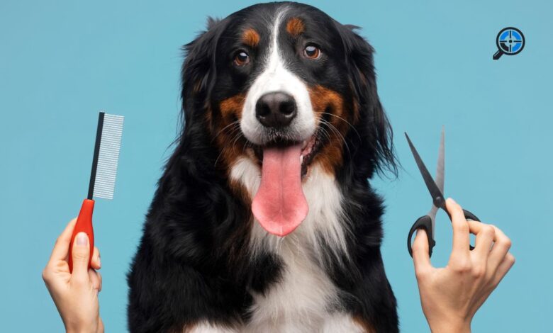 Best Dog Groomers Near Me